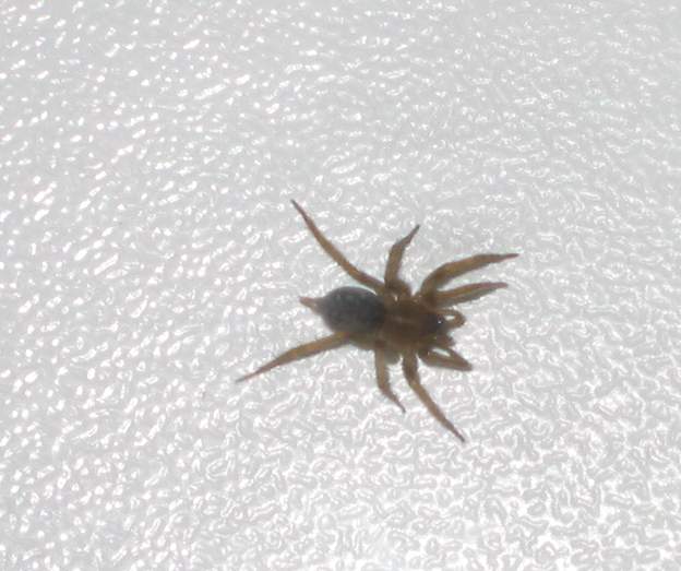 Ragnetto velocissimo - Textrix sp. o Lycosoides sp.